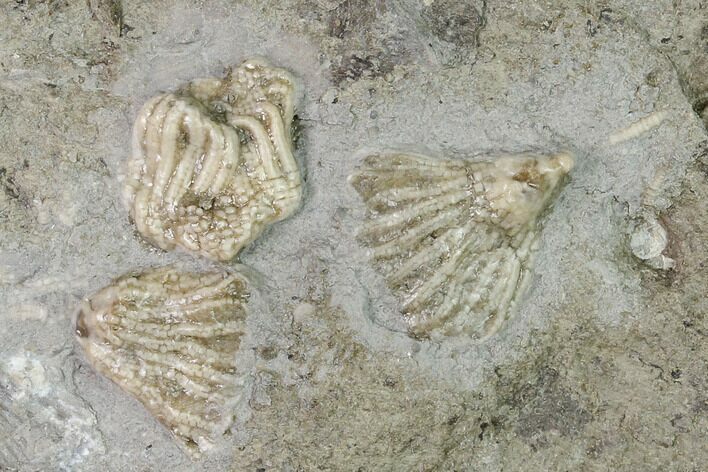 Three Fossil Crinoids (Aorocrinus iola) - Gilmore City, Iowa #148687